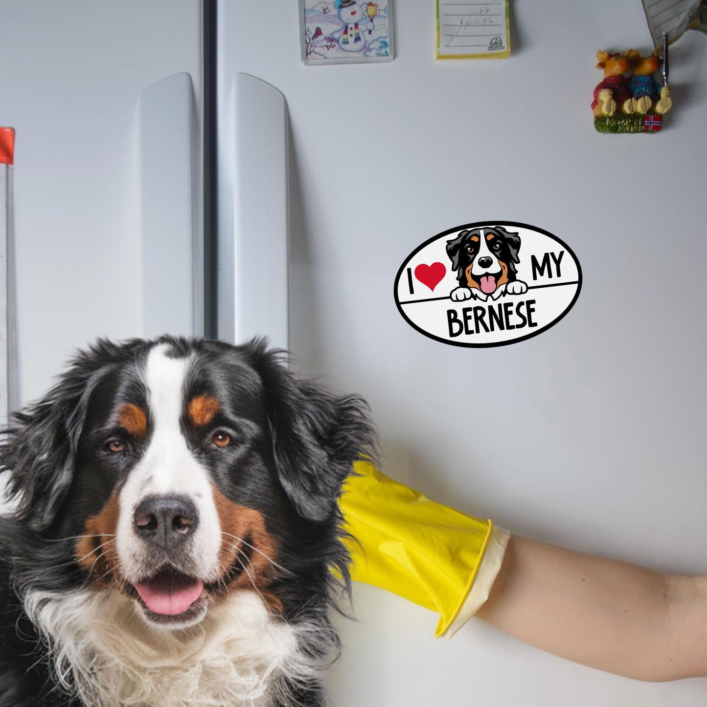 Magnet Me Up I Love My Bernese Dog Breed Car Magnet Decal, Mountain Dog Decorative Magnet, Friendly and Loyal Nature, Cute Peeking Dog