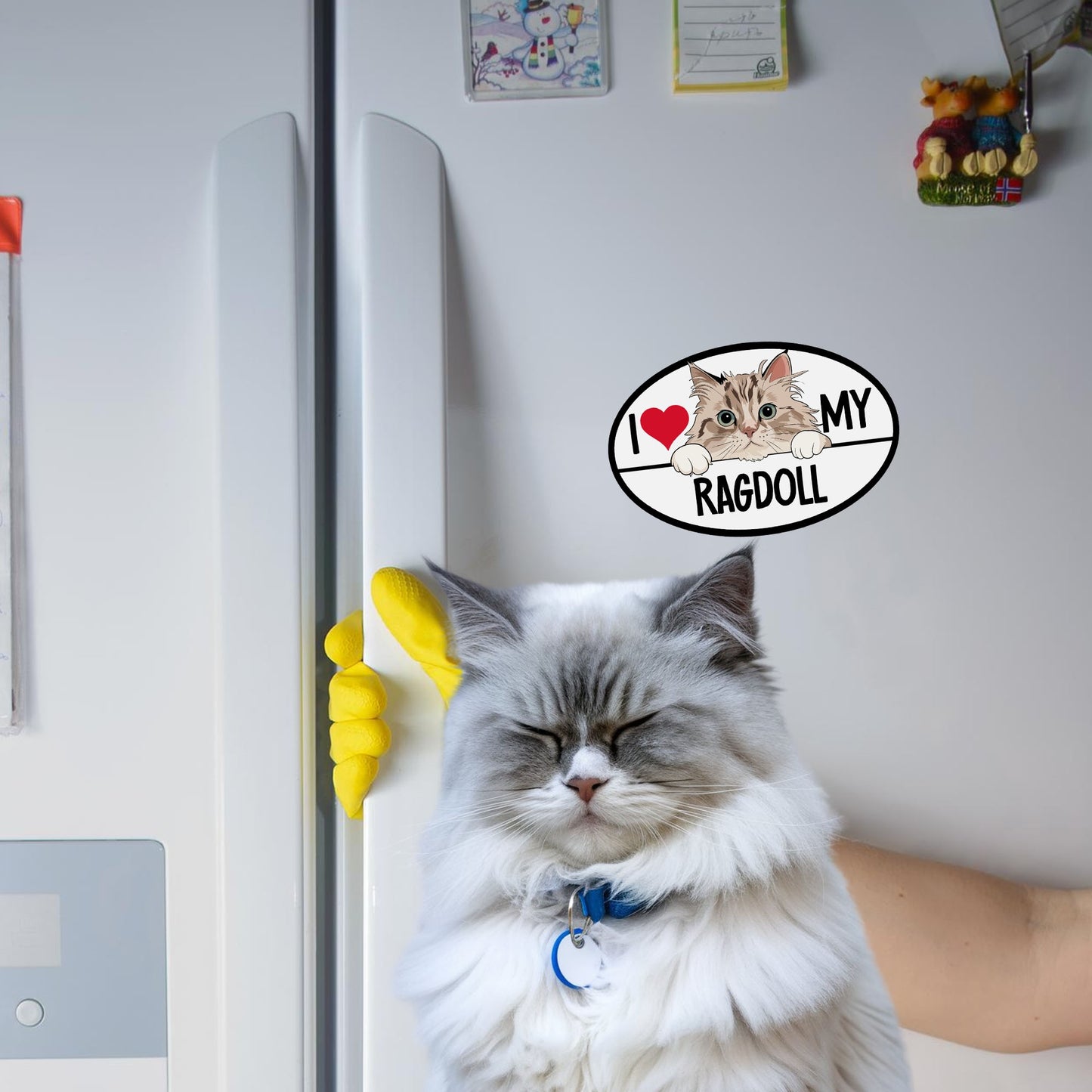 Magnet Me Up I Love My Ragdoll Cat Breed Car Magnet Decal, 4x6 Inches, Cute Peeking Cat Bumper Magnet, Calm and Quite Breed, Cuddliest Feline