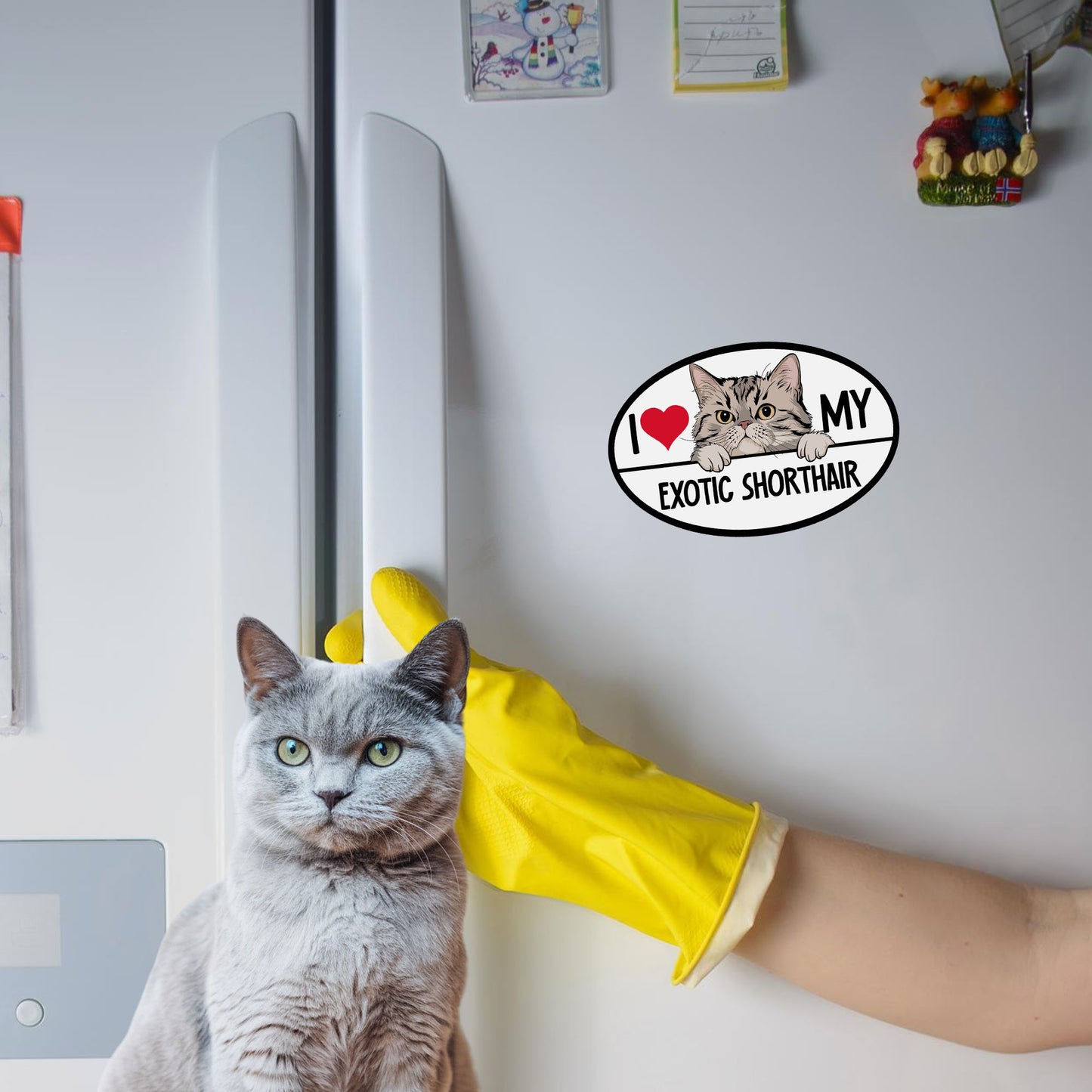 Magnet Me Up I Love My Exotic Shorthair Cat Breed Car Magnet Decal, 4x6 Inches, Cute Peeking Cat Bumper Magnet, Feline, Pet Lover Gifts