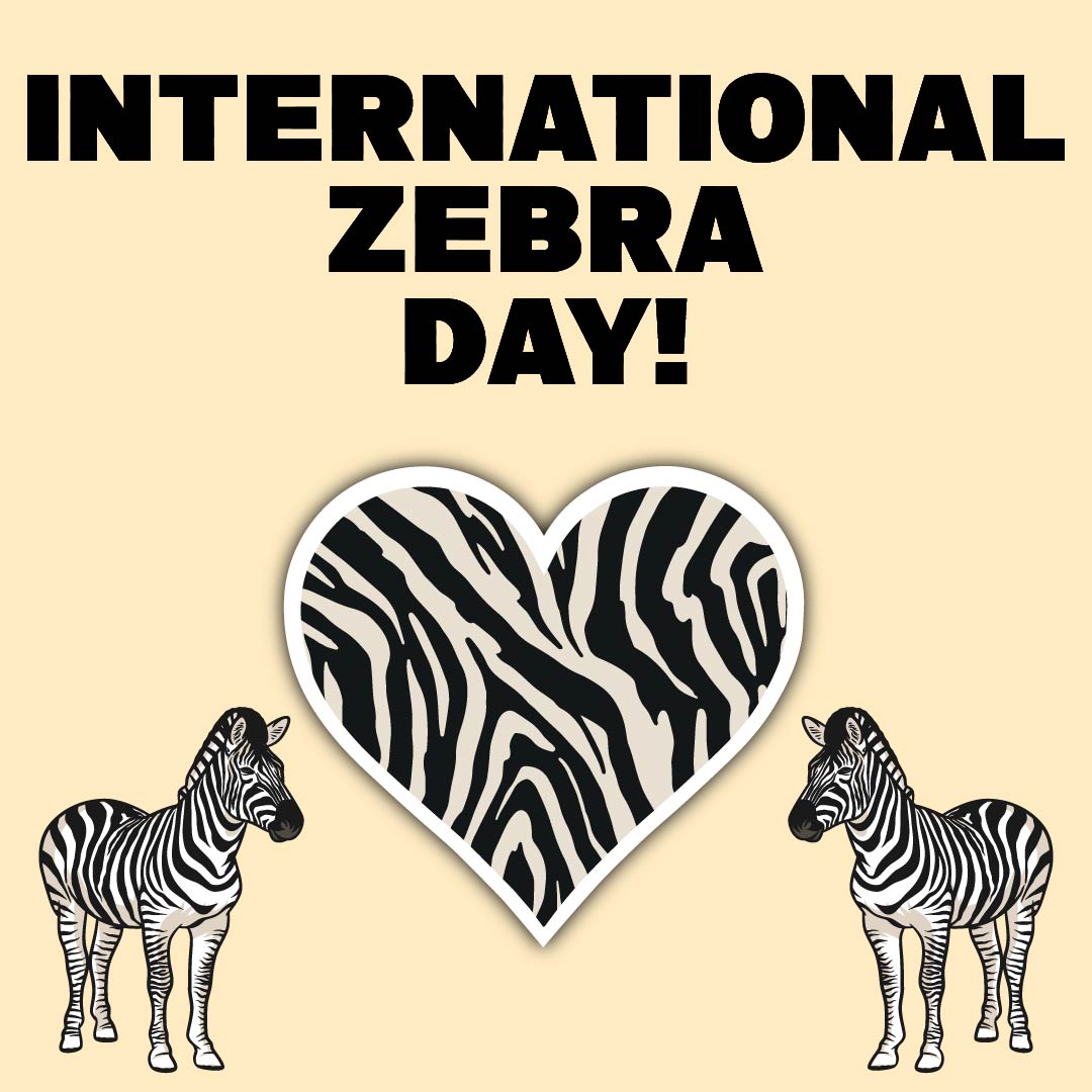 Zebra Tuesday Yesterday was International Zebra Day! – Magnetmeup